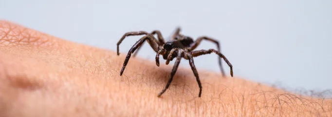 araña de rincón