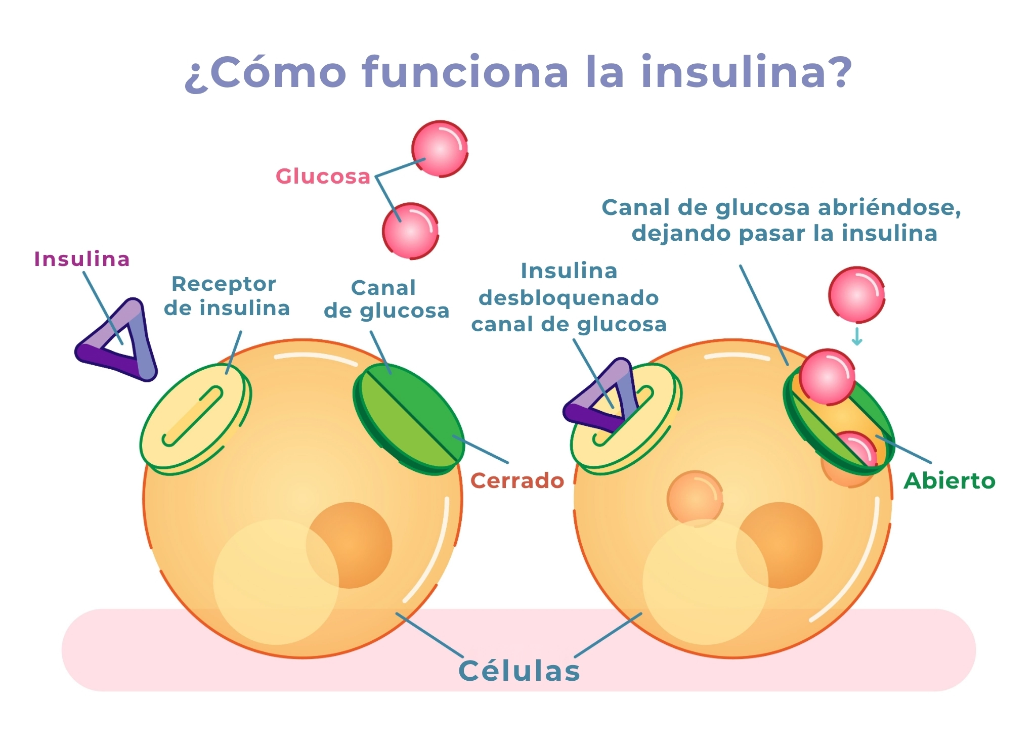 ilustración que explica cómo funciona la insulina
