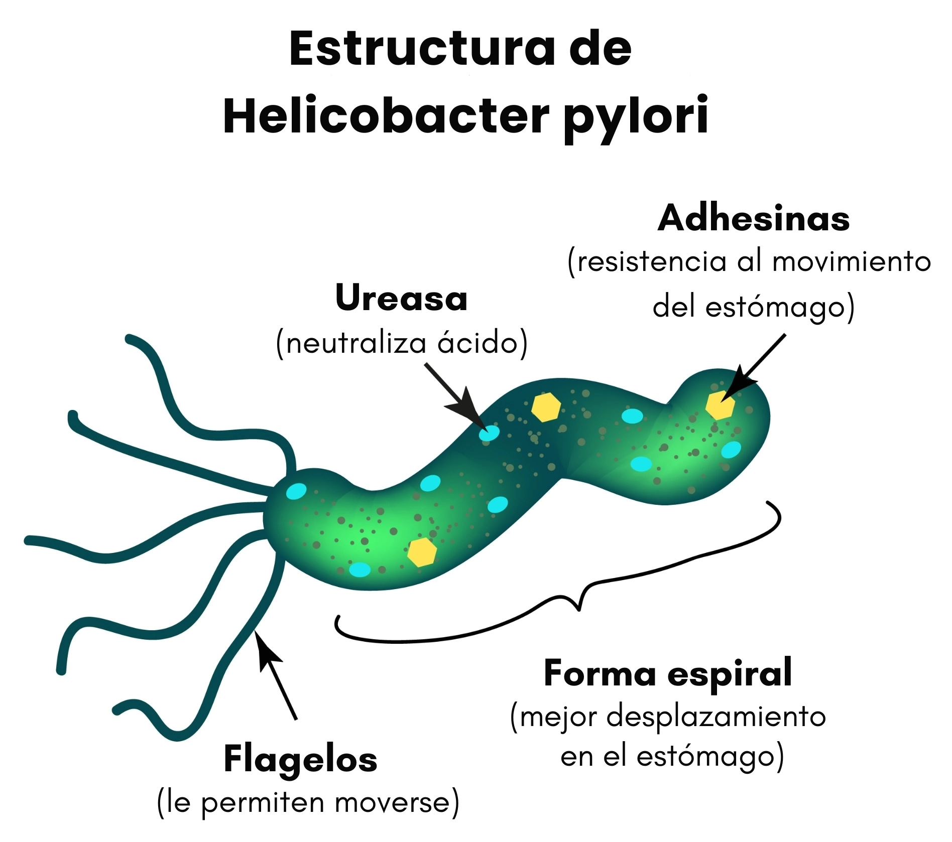 Ilustración bacteria Helicobacter Pylori, detallando sus partes
