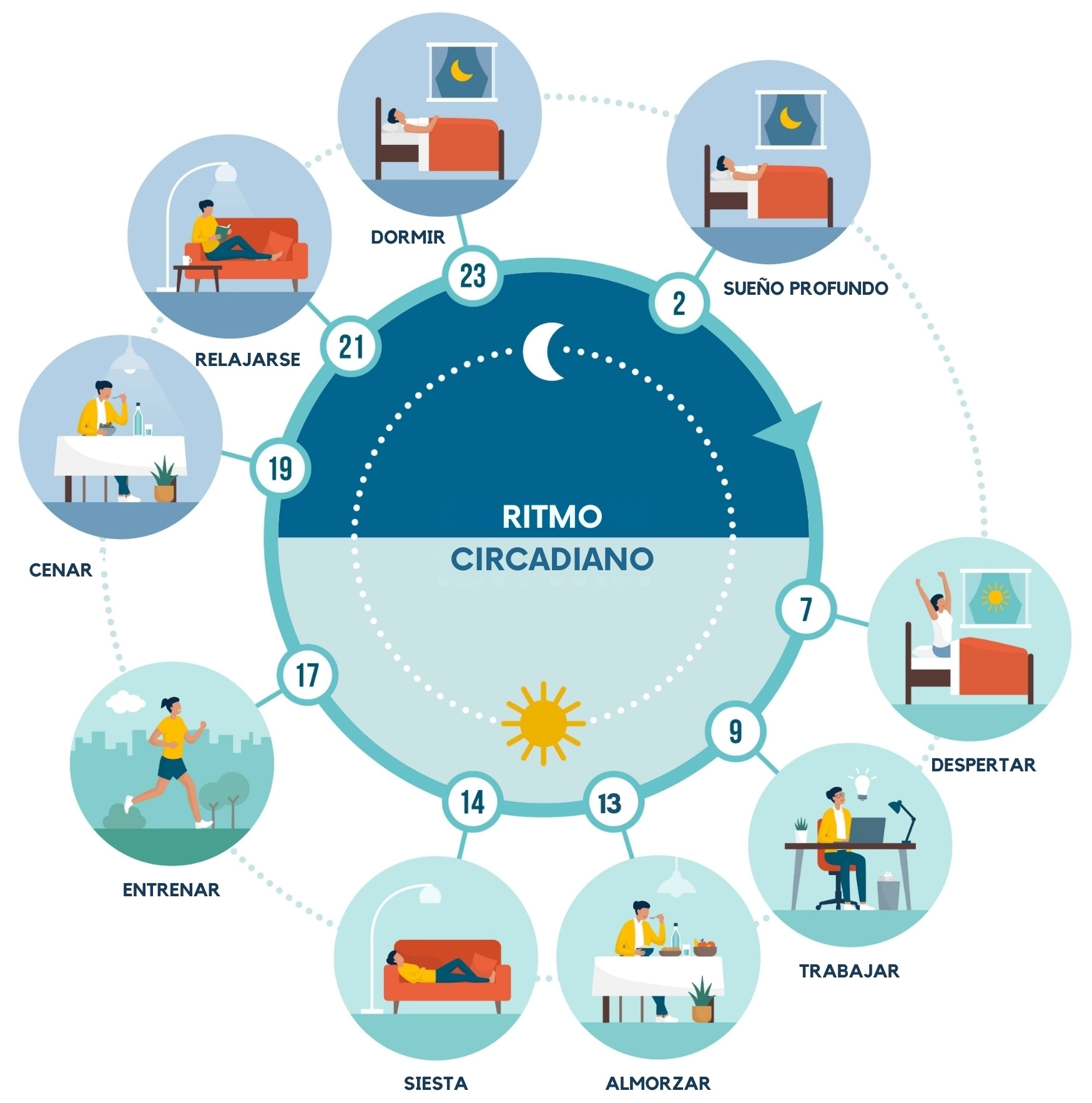 ilustración que muestra el ciclo circadiano